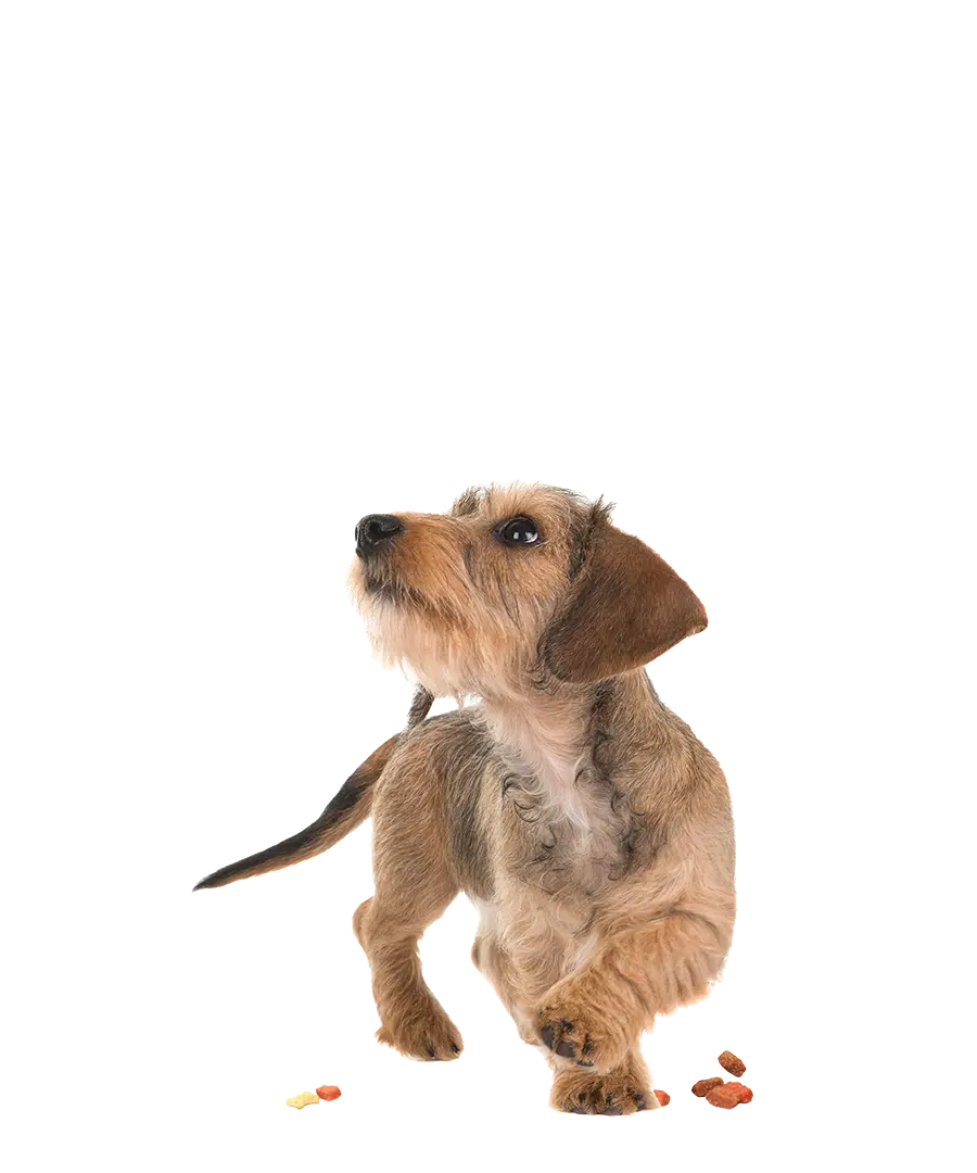 brown terrier dog